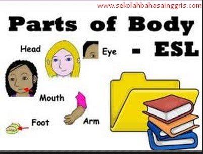 Nama – Nama Bagian Anggota Tubuh Manusia Dalam Bahasa Inggris ( PART OF BODY ) “LENGKAP”